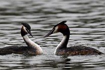 Z9 Valliere 22-03-16 713  Photo A CG