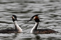 Z9 Valliere 22-03-16 715  Photo A CG