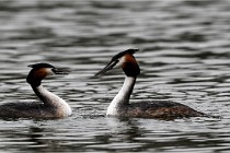 Z9 Valliere 22-03-16 717  Photo A CG