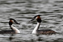 Z9 Valliere 22-03-16 719  Photo A CG