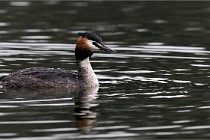 Z9 Valliere 22-03-16 730  Photo A CG