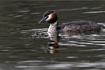 Z9 Valliere 22-03-16 743  Photo A CG