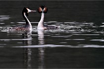 Z9 Valliere 22-03-16 773  Photo A CG