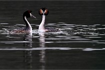 Z9 Valliere 22-03-16 774  Photo A CG