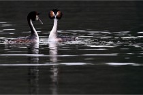 Z9 Valliere 22-03-16 775  Photo A CG