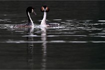 Z9 Valliere 22-03-16 776  Photo A CG