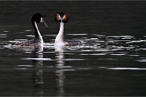 Z9 Valliere 22-03-16 777  Photo A CG