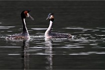 Z9 Valliere 22-03-16 778  Photo A CG