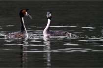 Z9 Valliere 22-03-16 779  Photo A CG