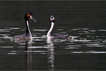 Z9 Valliere 22-03-16 780  Photo A CG