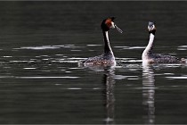 Z9 Valliere 22-03-16 781  Photo A CG