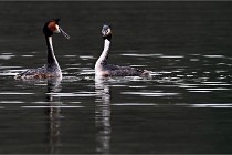 Z9 Valliere 22-03-16 782  Photo A CG