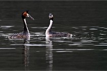 Z9 Valliere 22-03-16 783  Photo A CG