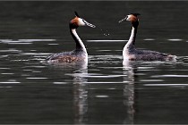 Z9 Valliere 22-03-16 784  Photo A CG