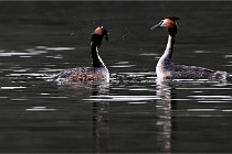 Z9 Valliere 22-03-16 785  Photo A CG