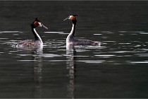 Z9 Valliere 22-03-16 786  Photo A CG