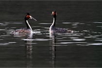 Z9 Valliere 22-03-16 787  Photo A CG