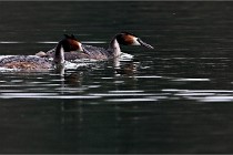 Z9 Valliere 22-03-16 788  Photo A CG