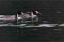 Z9 Valliere 22-03-16 790  Photo A CG