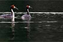 Z9 Valliere 22-03-16 797  Photo A CG