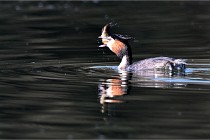 Z9 Valliere 22-03-23 045  Photo A CG