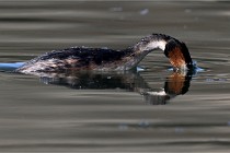 Z9 Valliere 22-03-23 070  Photo A CG