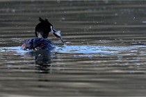 Z9 Valliere 22-03-23 101  Photo A CG