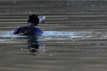 Z9 Valliere 22-03-23 107  Photo A CG