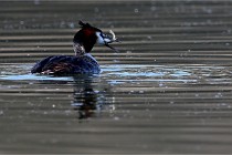 Z9 Valliere 22-03-23 108  Photo A CG