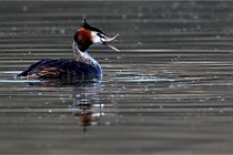 Z9 Valliere 22-03-23 113  Photo A CG