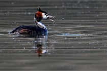 Z9 Valliere 22-03-23 114  Photo A CG