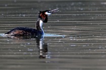 Z9 Valliere 22-03-23 115  Photo A CG