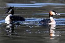 Z9 Valliere 22-03-23 127  Photo A CG