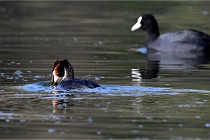 Z9 Valliere 22-03-23 132  Photo A CG