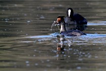 Z9 Valliere 22-03-23 133  Photo A CG