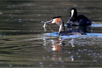 Z9 Valliere 22-03-23 134  Photo A CG