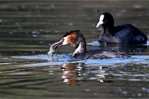 Z9 Valliere 22-03-23 135  Photo A CG