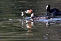 Z9 Valliere 22-03-23 136  Photo A CG