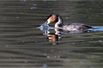 Z9 Valliere 22-03-23 141  Photo A CG