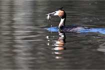 Z9 Valliere 22-03-23 146  Photo A CG