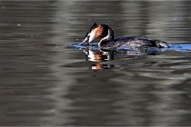 Z9 Valliere 22-03-23 149  Photo A CG