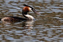 Z9 Valliere 22-03-23 158  Photo A CG