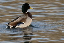 Z9 La Villetertre 22-03-24 00005  Photo A CG