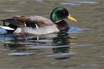 Z9 La Villetertre 22-03-24 00006  Photo A CG