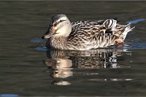 Z9 La Villetertre 22-03-24 00008  Photo A CG