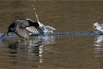 Z9 La Villetertre 22-03-24 00015  Photo A CG