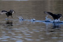 Z9 La Villetertre 22-03-24 00022  Photo A CG