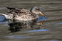 Z9 La Villetertre 22-03-24 00034  Photo A CG