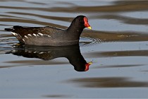 Z9 La Villetertre 22-03-24 00037  Photo A CG