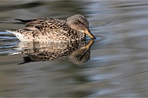 Z9 La Villetertre 22-03-24 00045  Photo A CG